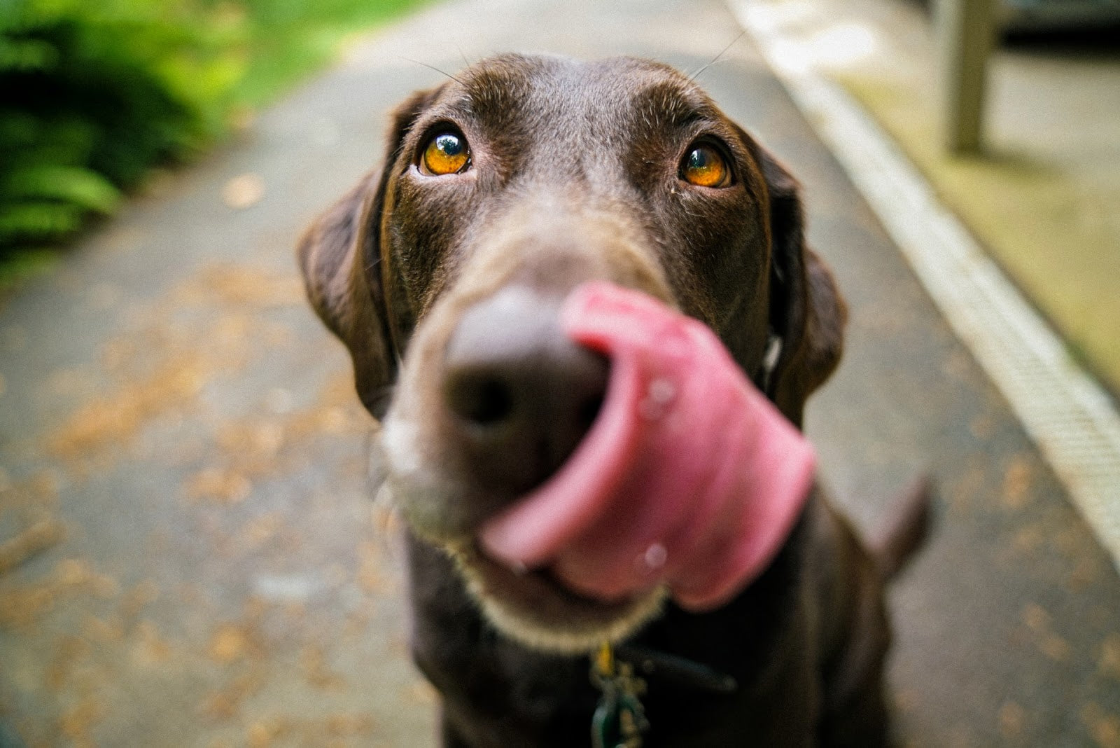 Why Does My Dog Keep Licking His Butt? Cleaning Tricks to Get Your Pet to Stop